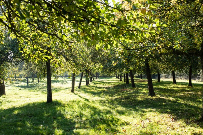 ridge-and-furrow-orchard